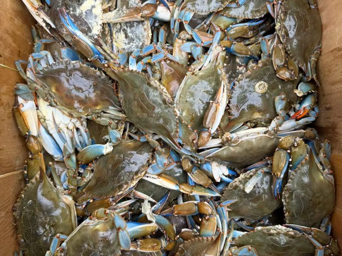 Fresh blue crabs arranged on ice